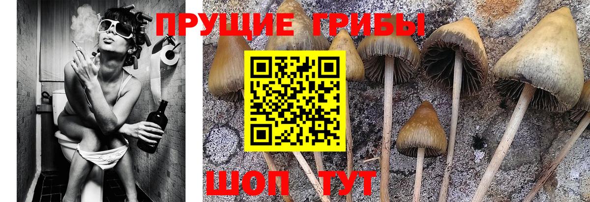 Галлюциногенные грибы Psilocybe Набережные Челны